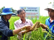 Nhà khoa học trẻ đưa cây lúa trăm năm ra thế giới