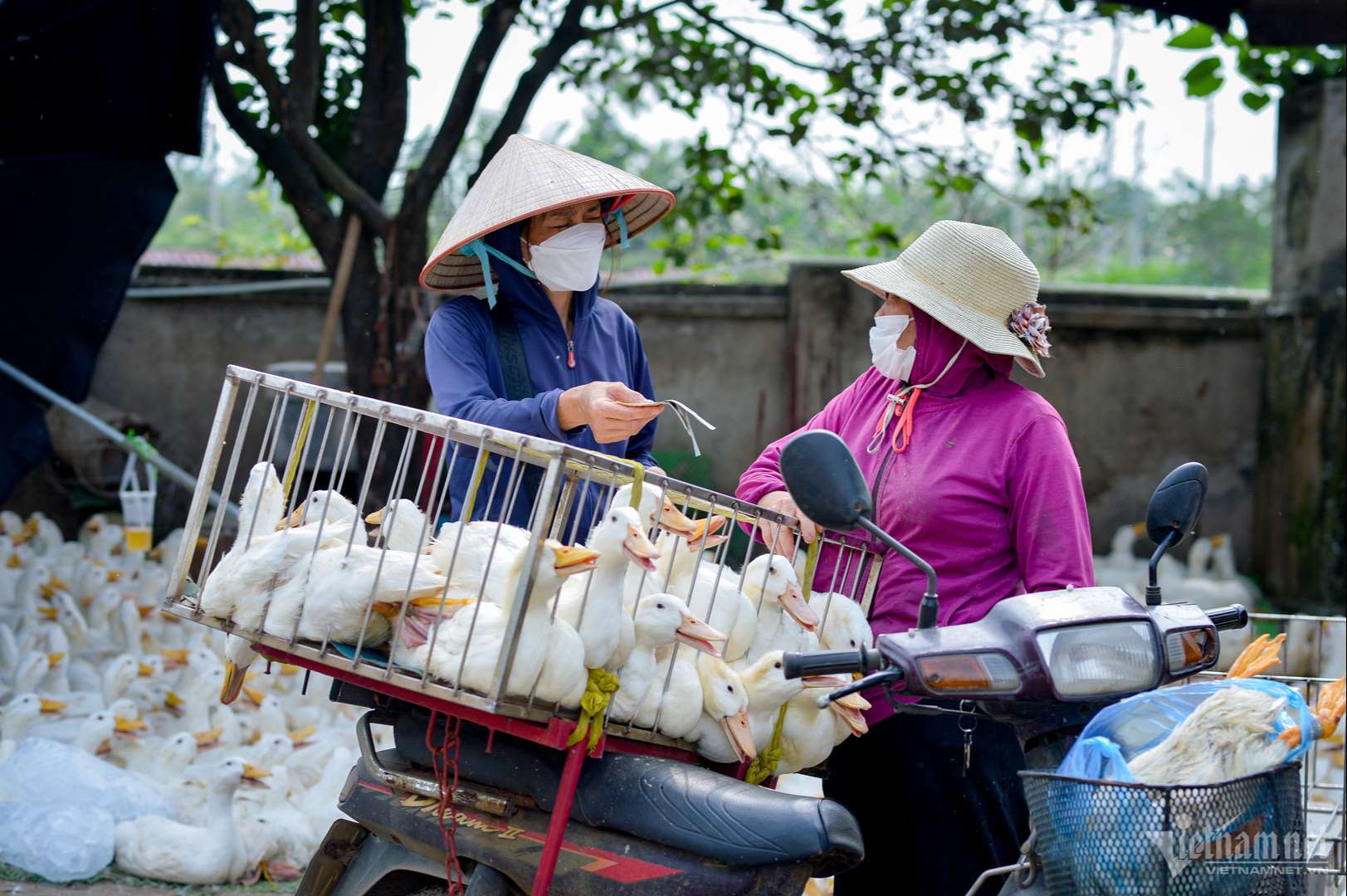 Nỗi buồn nông dân: Giá nông sản sụt giảm, nguyên liệu đầu vào tăng và neo cao