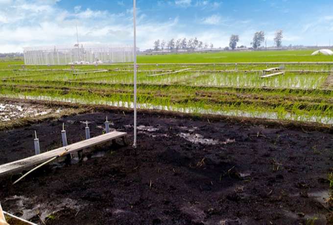 Giải pháp sản xuất lương thực trung hòa carbon