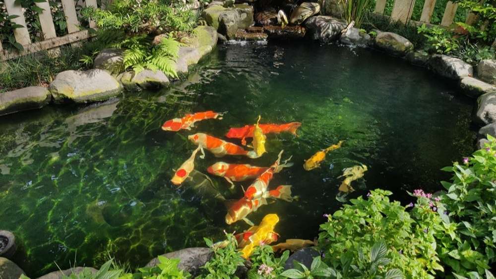 Hai cháu bé 4 tuổi tử vong trong bể cá Koi